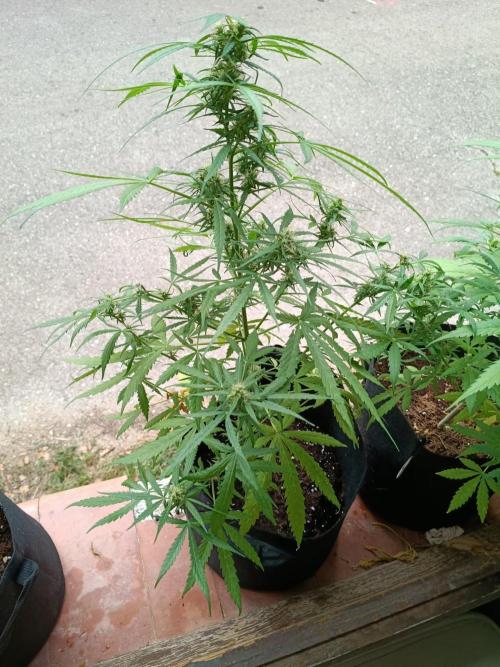Honey Peach Sweet Seeds 1st outdoor. Week 8