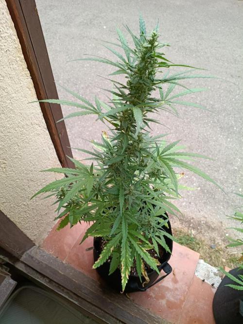 Honey Peach Sweet Seeds 1st outdoor. Week 8