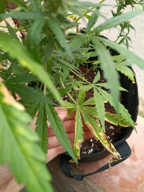 Honey Peach Sweet Seeds 1st outdoor. Week 8