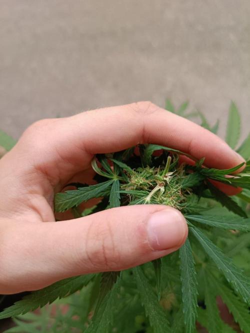 Honey Peach Sweet Seeds 1st outdoor. Week 8