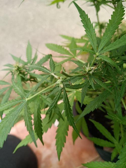 Honey Peach Sweet Seeds 1st outdoor. Week 8 - Chopped by someone 