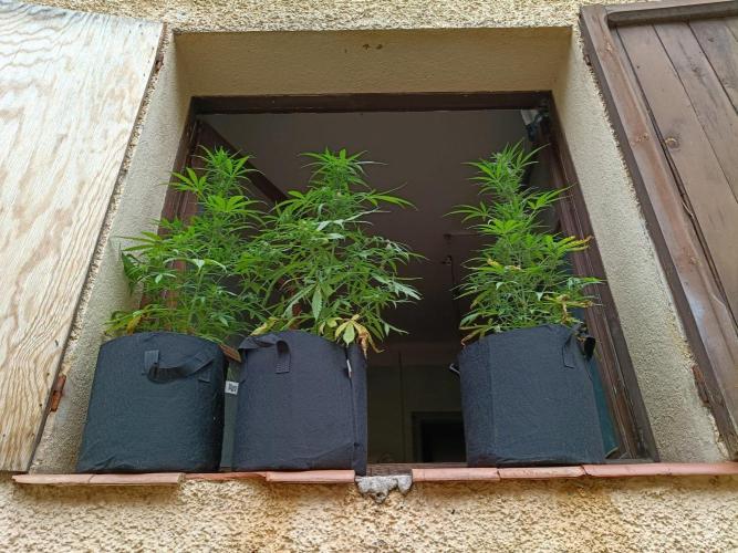 Honey Peach Sweet Seeds 1st outdoor. Week 8 - Three in a row