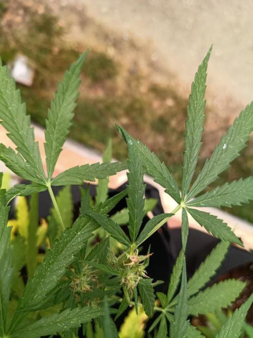 Honey Peach Sweet Seeds 1st outdoor. Week 8 - Chopped by someone 2