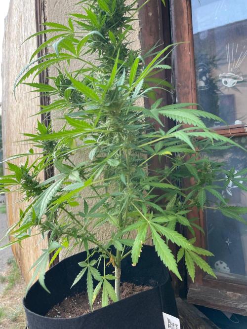 Honey Peach Sweet Seeds 1st outdoor. Week 9
