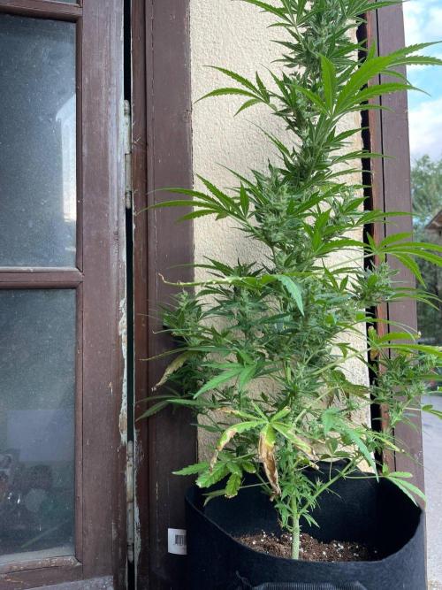 Honey Peach Sweet Seeds 1st outdoor. Week 9