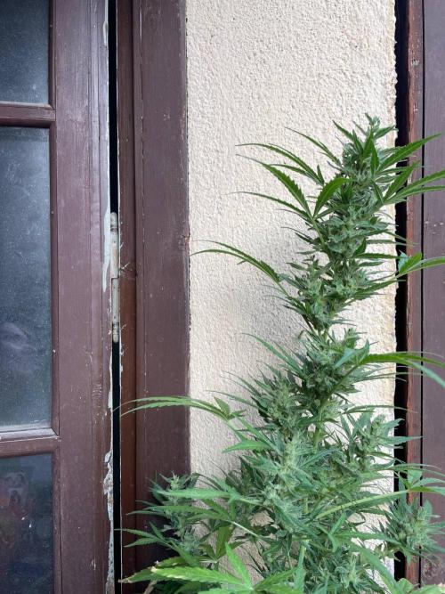 Honey Peach Sweet Seeds 1st outdoor. Week 9