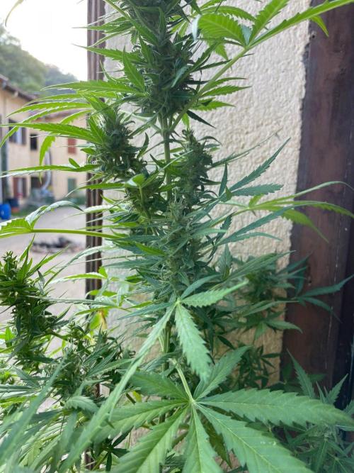 Honey Peach Sweet Seeds 1st outdoor. Week 9