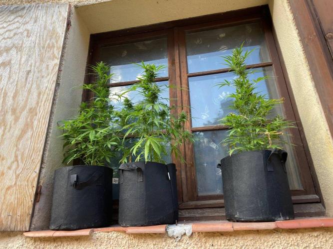 Honey Peach Sweet Seeds 1st outdoor. Week 9