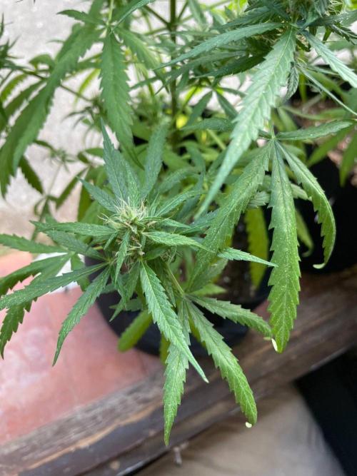 Honey Peach Sweet Seeds 1st outdoor. Week 9