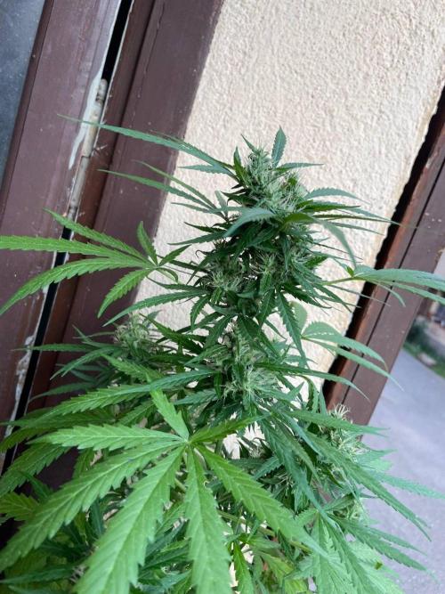 Honey Peach Sweet Seeds 1st outdoor. Week 9