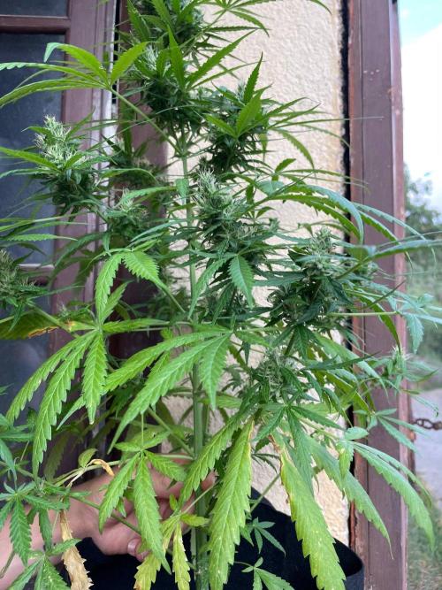 Honey Peach Sweet Seeds 1st outdoor. Week 9