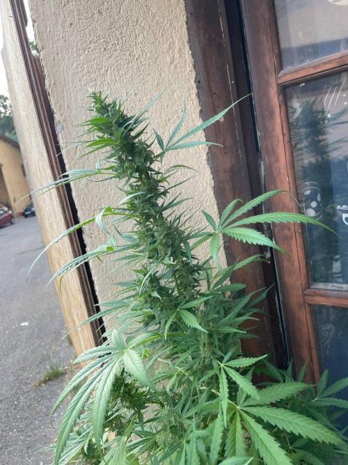 Honey Peach Sweet Seeds 1st outdoor. Week 9