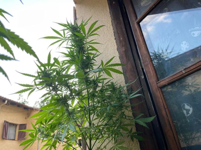 Honey Peach Sweet Seeds 1st outdoor. Week 9