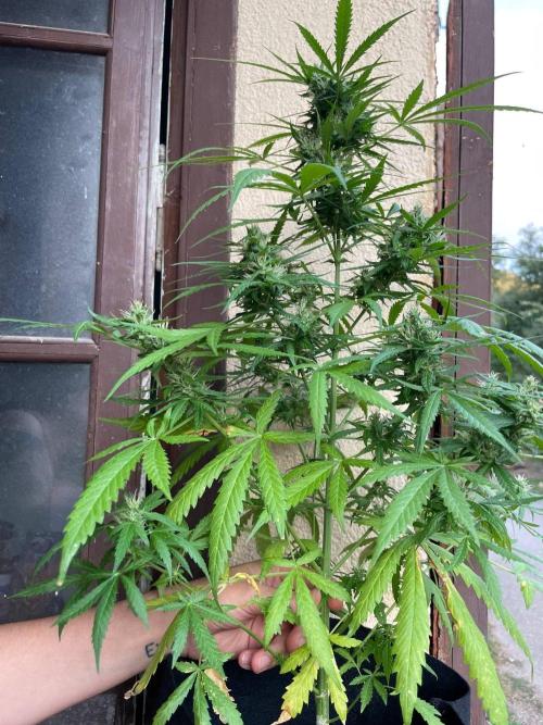 Honey Peach Sweet Seeds 1st outdoor. Week 9