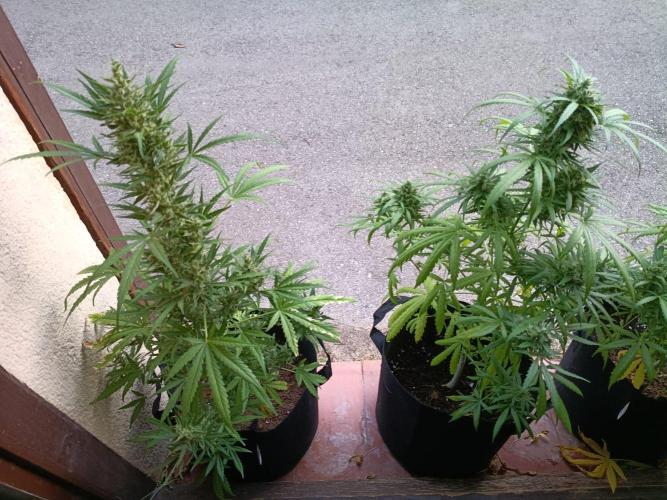 Honey Peach Sweet Seeds 1st outdoor. Week 10