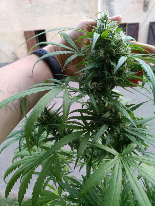 Honey Peach Sweet Seeds 1st outdoor. Week 10