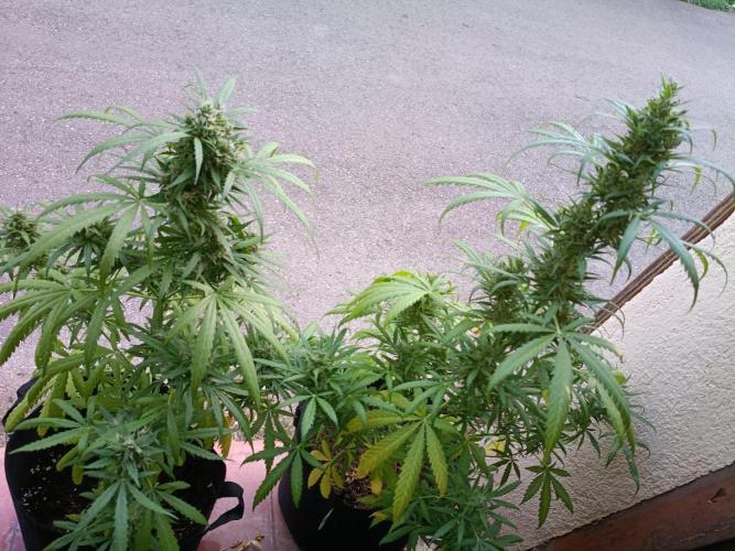 Honey Peach Sweet Seeds 1st outdoor. Week 10