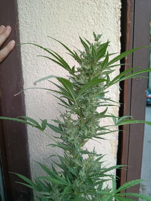 Honey Peach Sweet Seeds 1st outdoor. Week 10