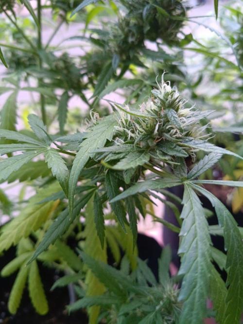 Honey Peach Sweet Seeds 1st outdoor. Week 10