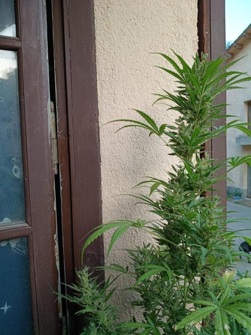 Honey Peach Sweet Seeds 1st outdoor. Week 11