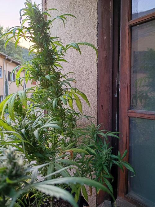 Honey Peach Sweet Seeds 1st outdoor. Week 11