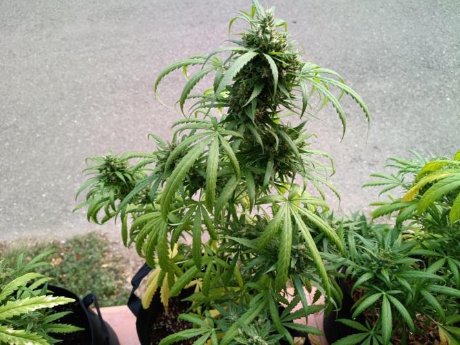 Honey Peach Sweet Seeds 1st outdoor. Week 11