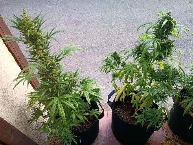 Honey Peach Sweet Seeds 1st outdoor. Week 11