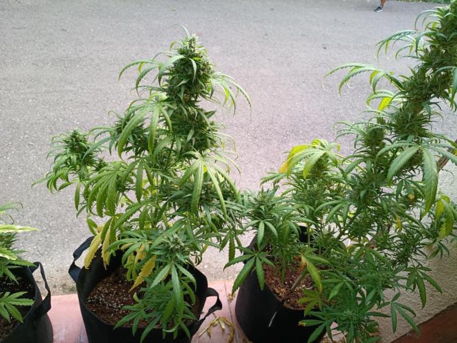 Honey Peach Sweet Seeds 1st outdoor. Week 11