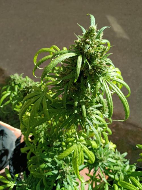 Honey Peach Sweet Seeds 1st outdoor. Week 12