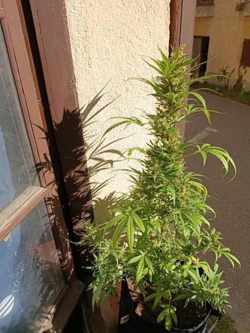 Honey Peach Sweet Seeds 1st outdoor. Week 12
