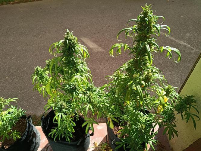 Honey Peach Sweet Seeds 1st outdoor. Week 12