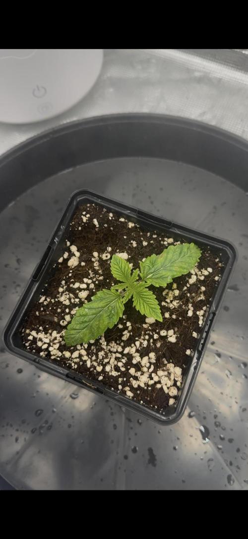 Mimosa x Orange Punch. Week 0