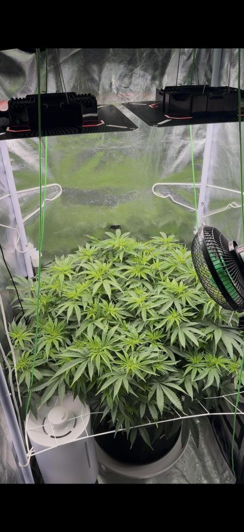 Mimosa x Orange Punch. Week 7