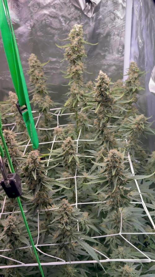 Mimosa x Orange Punch. Week 6