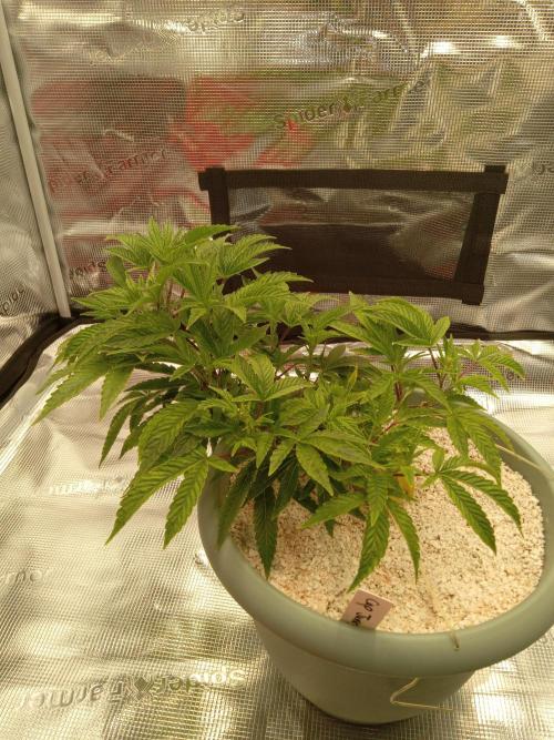 Cap junky yeilders clone. Week 6