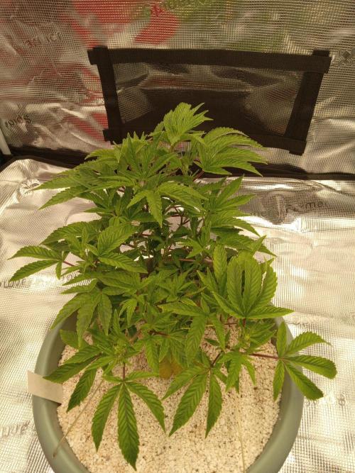 Cap junky yeilders clone. Week 6
