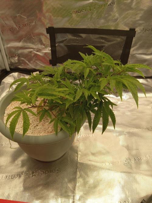 Cap junky yeilders clone. Week 6