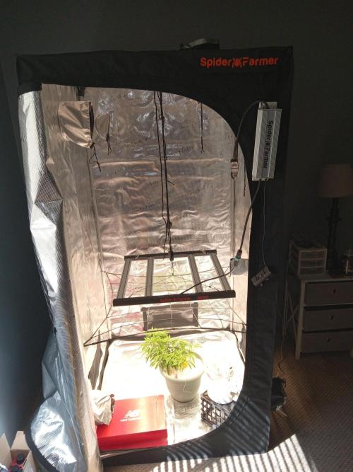 Cap junky yeilders clone. Week 6