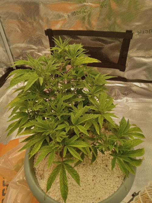 Cap junky yeilders clone. Week 7