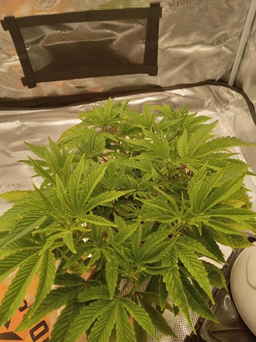 Cap junky yeilders clone. Week 7