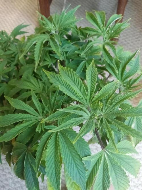 Cap junky yeilders clone. Week 7
