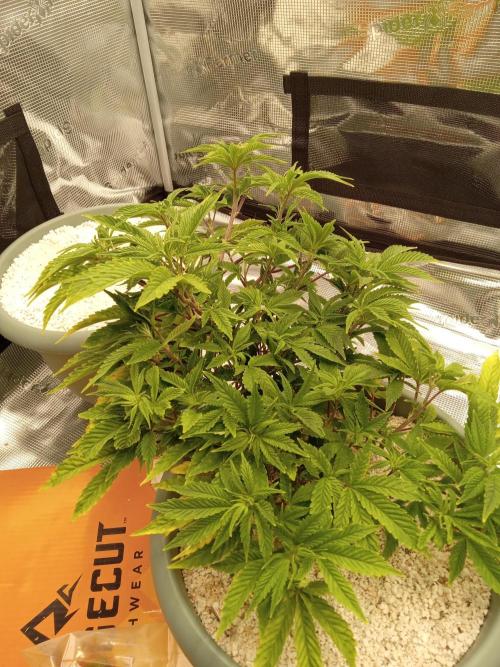 Cap junky yeilders clone. Week 7
