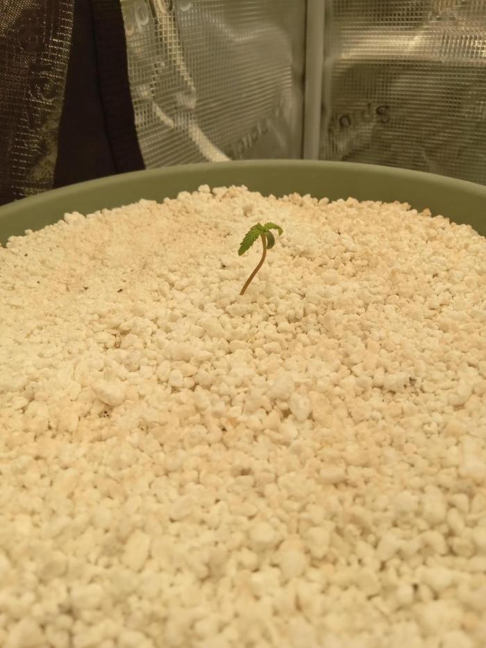 nasc purple lemonade. Week 1
