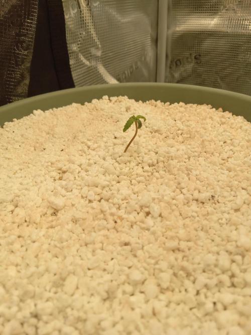 Grow Tent 3x3x6 (90cm x 90cm x 180cm). Week 1
