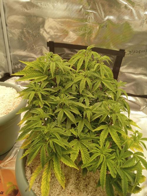 Cap junky yeilders clone. Week 8