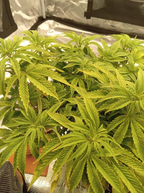 Cap junky yeilders clone. Week 8