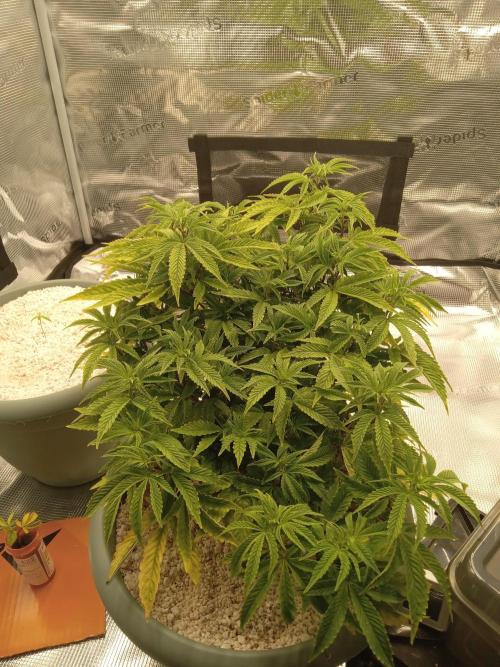 Cap junky yeilders clone. Week 8