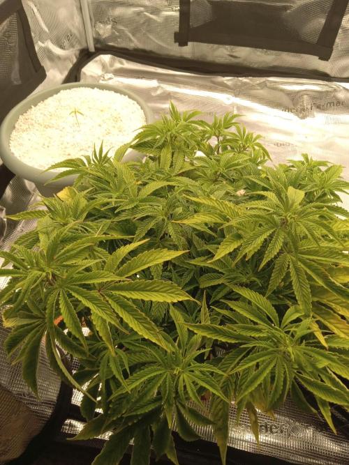 Cap junky yeilders clone. Week 8