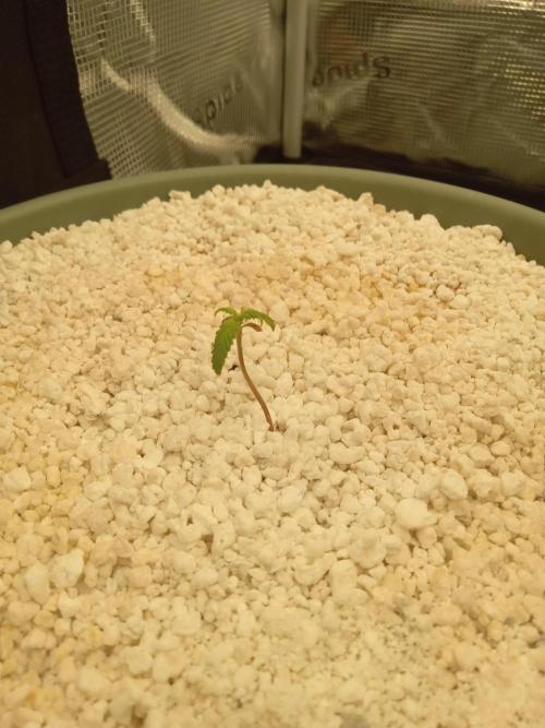 nasc purple lemonade. Week 2