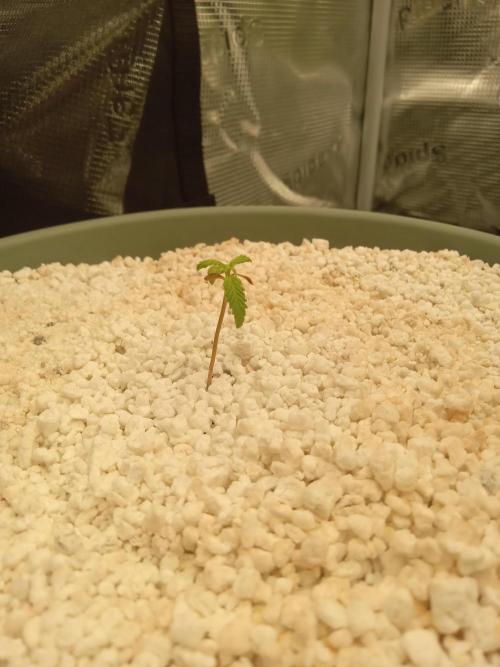 nasc purple lemonade. Week 2